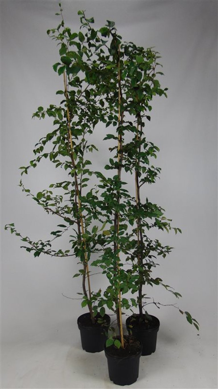 Carpinus betulus - C5 175-200 CM Stick